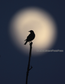 A starling under the moonlight at lake Kerkini
