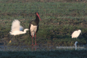 Black stork at lake Kerkini