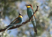 Bee-eaters at Kerkini lake