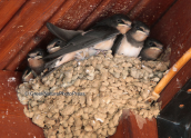 Swallow's nest full of youngs