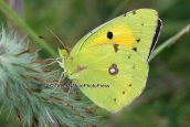 Butterfly-Clouded yellow (Colias croceus)