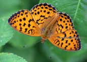 Butterfly-Spotted Fritillary (Melitaea didyma)