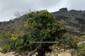 Chestnut tree at Kastanologo at Ochi mountain