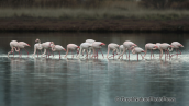 Greater flamingos at Oropos lagoon
