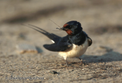 A swallow collect materials for its nest