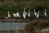 Little egrets at Oropos lagoon