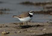 Little ringed plover watching the sky for predators
