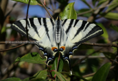 Butterfly-Scarce Swallowtail (Iphiclides podalirius)
