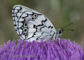 Parnitha mountain, butterfly-Marbled white (Melanargia larissa)