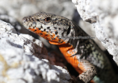 Erhard's wall lizard, (Podarcis erhardii) at Parnitha mountain