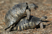 Marginated tortoises (Testudo marginata) at Parnitha mountain