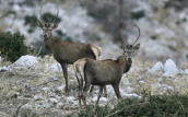 Young male deers (Cervus elaphus) at Parnitha mountain