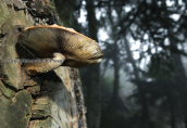Mushroom on a tree at Parnitha mountain