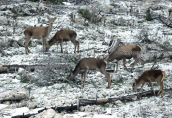 Deers (cervus elaphus) at the covered with snow Parnitha mountain