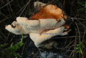 Mushroom (Hydnum rufescens) at Parnitha mountain