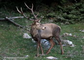 Male deer(Cervus elaphus) at Parnitha mountain