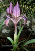 Parnitha mountain, Iris pumila ssp. attica
