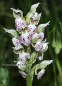 Orchid (Neotinea lactea) at Attica