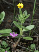 Field Marigold (Calendula arvensis)