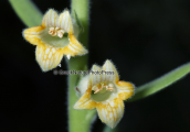 Foxglove (Digitalis viridiflora)