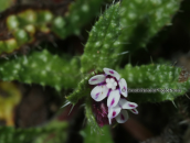 Anchusa variegata