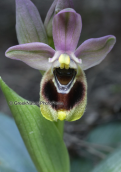 Orchid, (Ophrys tenthredinifera) at Imitos mountain