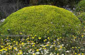 Euphorbia acanthothamnos at Imitos mountain
