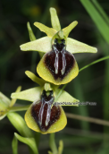 Orchid (Ophrys aesculapii) at Imitos mountain