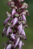 Orchid (Himantoglossum robertianum) at Mesogeia, Attica