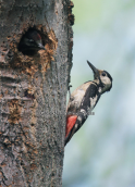 Syrian Woodpecker (Dendrocopos syriacus) at Kotza orman forest