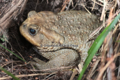 Common toad (Bufo bufo) at Dimosaris gorge