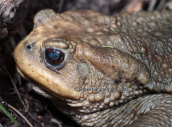 Common toad (Bufo bufo) at Dimosaris gorge