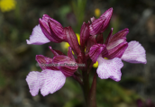 Orchid (Orchis papilionacea)