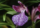 Orchid (Orchis papilionacea)