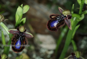 Orchid (Ophrys speculum) at Attica