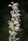 Orchid (Neotinea maculata)