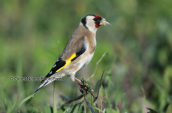 Goldfinch at Oropos lagoon