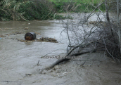 Asopos river at Oropos(Attica) after heavy rain