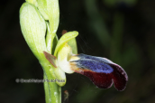 Οrchid (Ophrys iricolor)