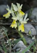 Orchid (Orchis pauciflora) at Parnitha mountain