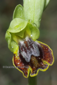Orchid (Ophrys lutea subsp. melena) at Parnitha mountain