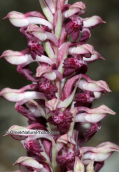 Orchid (Anacamptis coriophora subsp. fragrans) at Parnitha mountain