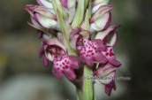 Orchid (Anacamptis coriophora subsp. fragrans) at Parnitha mountain