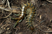 Centipede (Scolopendra ssp.)