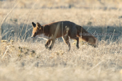 Red fox (Vulpes vulpes) at Parnitha mountain
