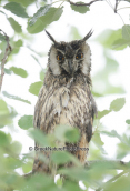 long-eared Owl (Asio otus) at Porto lagos area
