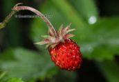 Woodland strawberry (Fragaria vesca)