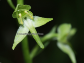 Orchid (Platanthera chlorantha)