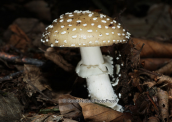 Mushroom (Amanita pantherina)