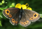 Butterfly (Erebia sp.